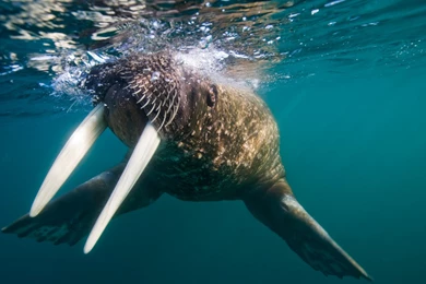 Desktop Backgrounds For Hp Computer (3)