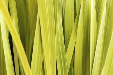 Vibrant Lemon Grass Backgrounds   Download Links