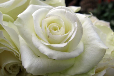 Magneficient Large White Rose   Download Links