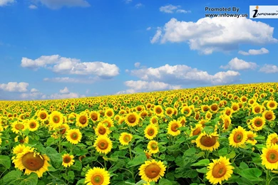 White Sunflower Wallpapers   Photo 252 Of 316