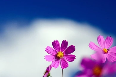 Wallpaper for android phones Flowers 1080x1920 Beautiful flowers in full bloom blue.jpg