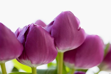 Www Flower Wallpapers Com   Wallpapers HD Base