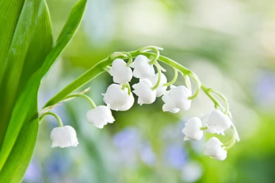 Green Flowers Wallpapers   Wallpapers High Definition