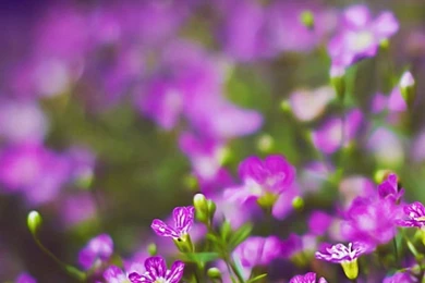 Pink iPhone 6 Wallpapers