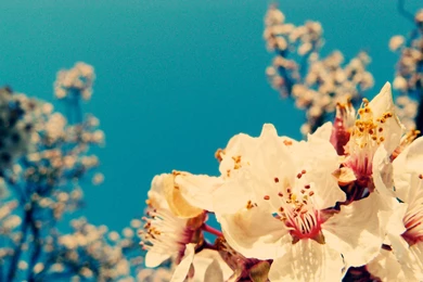 Flowers Wallpapers   (