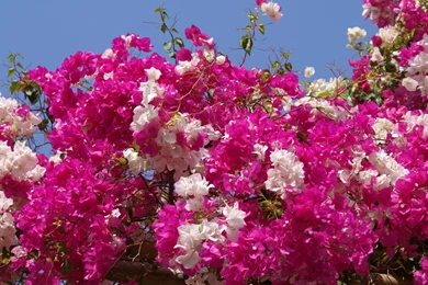 All Flowers Wallpapers   HD Wallpapers Pretty