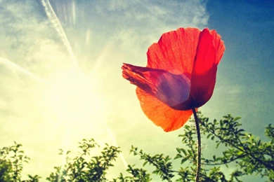 Flower wallpaper hd widescreen 212.jpeg