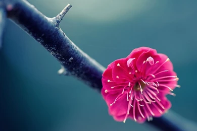 YouWall   Pink Flower Wallpapers   Wallpaper,wallpapers,free ...