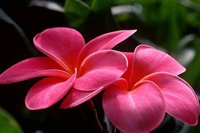 New Flower Wallpapers Download   Widescreen HD Wallpapers