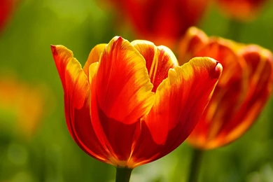 Wallpapers Dakar Logo High Quality Flowers Beautiful Tulips Super ...