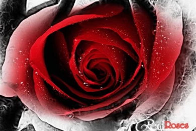 High Definition Red Wallpapers For Free Download