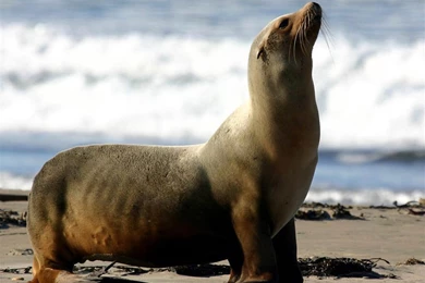 Sea Lion Wallpapers   Animals Town
