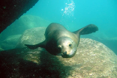 Sea Lion Swimming Wallpaper Download.jpg