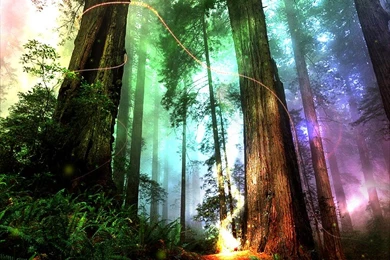 Fantasy Forest Full HD Wallpapers And Desktop Backgrounds