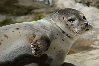 Sea Lion Pup Wallpapers   Free Wide HD Wallpapers