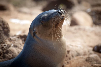 Fantastic sea lion Images.jpg