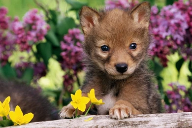 Baby Animals Wallpaper 2.jpg