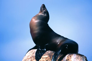 Sea Lion Wallpapers