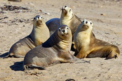 Sea Lions Seal Seals Lion (51) Wallpapers