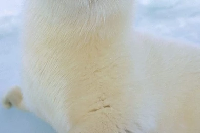 Cute Sea Lion On Icy Block iPhone 6 Wallpapers Download