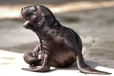 Sealion 5 Days Old   (