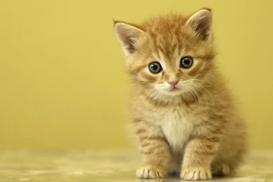 Cute Babies Animals HD Wallpapers Free Download (9)   Pleasantwalls ...