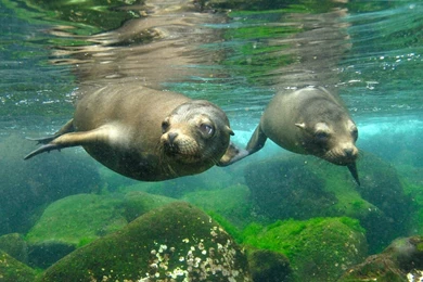 HD Wallpapers Desktop: Sea Lion HD DeskTop Wallpapers