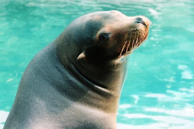 Sea Lion HD Images.jpg