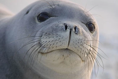 Sea Lion Widescreen Wallpapers