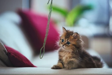 Playing Baby Animals Wallpapers