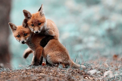 Anime, Cubs, Fox Cubs, Fox, Nature, Blurred, Animals, Baby Animals ...