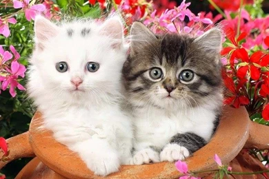 Cat Allfreshwallpapers Resimkoy