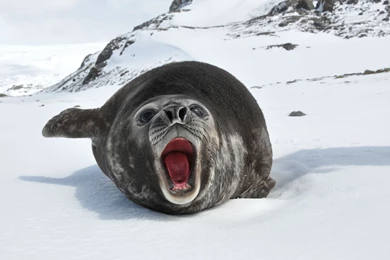 Sea Lion Seal Snow Wallpapers