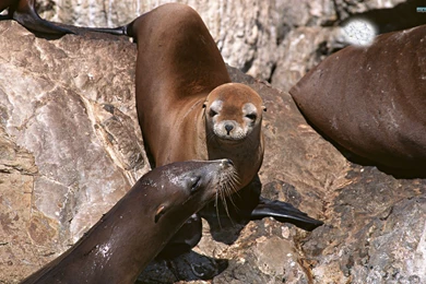 Sea Lion Wallpapers   Animal Wallpapers