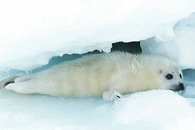 White Sea Lions Baby Lovely 1920x1200 Wallpapers, 1920x1200 ...