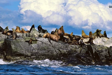Sun Bathing, Steller Sea Lions, Alaska Wallpapers