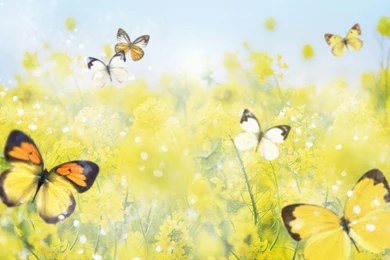 Desktop Wallpapers · Gallery · Windows 7 · Butterfly Windows 7 ...