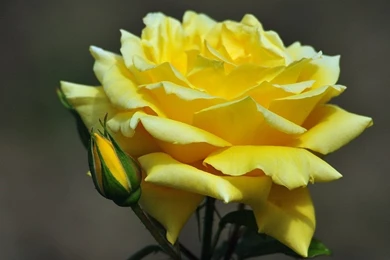 Free Desktop Wallpapers Sites   Wallpapers Cave