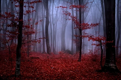 Forest Fog Autumn Trees Branches Leaves Maroon Red Nature ...