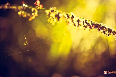 Plants Bokeh Sunlight Spider Webs Smashing Magazine Wallpapers ...