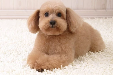 Free Dog Pictures To Download   Wallpapers High Definition