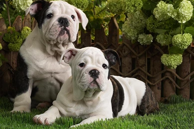 German Shepherd Puppy Desktop Wallpapers And Images