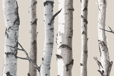 FINE DECOR BIRCH TREES 10m FOREST WALLPAPER   CREAM & SILVER + ...