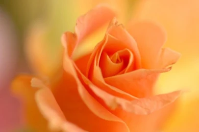 Thank You For All My Friends HD Desktop Wallpapers : High ...