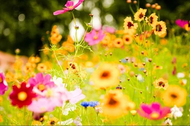 Background Wallpaper Hd   HD Widescreen Wallpapers