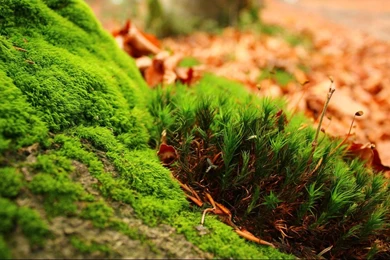 Greenish Landscape Hd Wallpaper Backgrounds 1366x768 Widescreen Hd ...