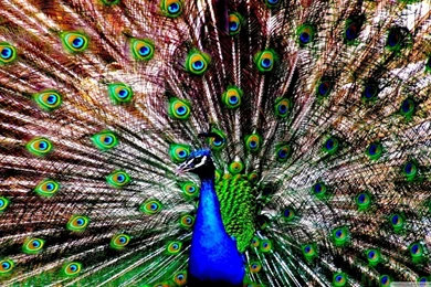 The Peacock HD Desktop Wallpapers : Widescreen : High Definition ...