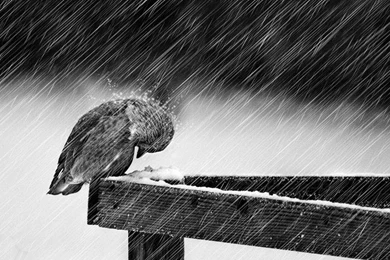 Snow Rain Birds Grayscale Wallpapers