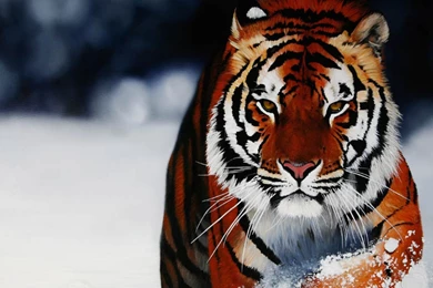 Desktop hd images for eagles.jpg