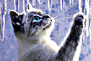 Animals Cats Abstract Artistic Ice Cute Desktop Background Images ...